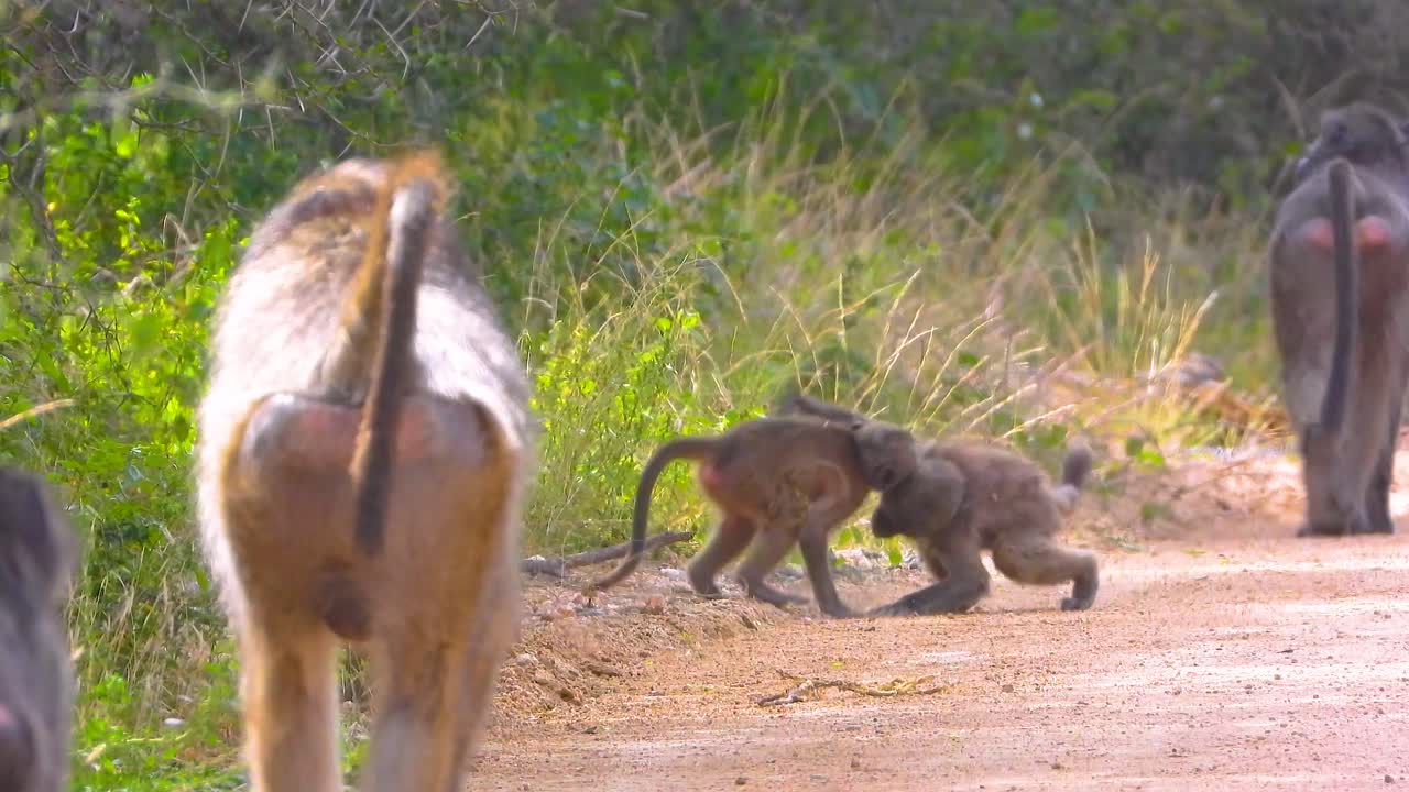 bebés babuinos jugando durante el movimiento de rebaño en un camino de tierra en el parque nacional kruger.