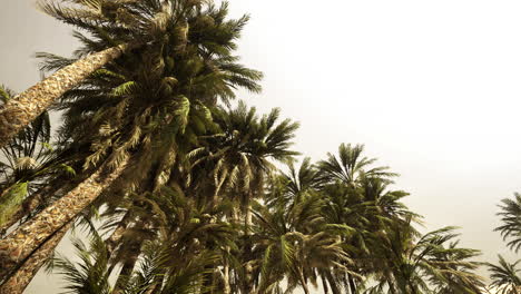 Underside of the coconuts tree with clear sky and shiny sun