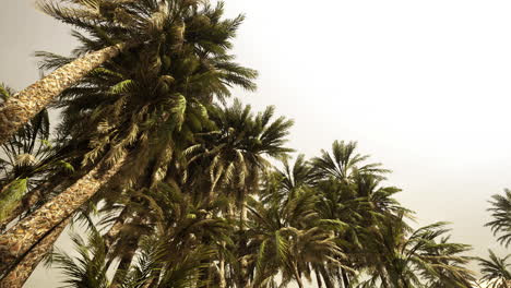 underside of the coconuts tree with clear sky and shiny sun