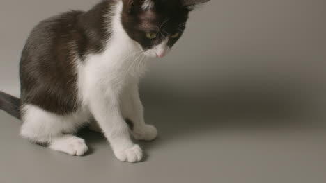 slow motion medium shot of tuxedo kitten sitting, looking, sniffing and walking off