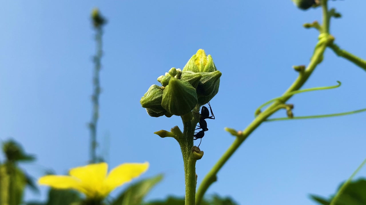 Close-up of a black carpenter ant climbing a green flower bud on a vine against clear blue sky, natural behavior in a Bangladesh garden.