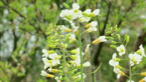 close-up of, vegetarian, kale with white and yellow buds in bloom and with a bee landing from flower to flower