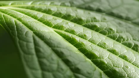 close-up of a green leaf's texture and veins