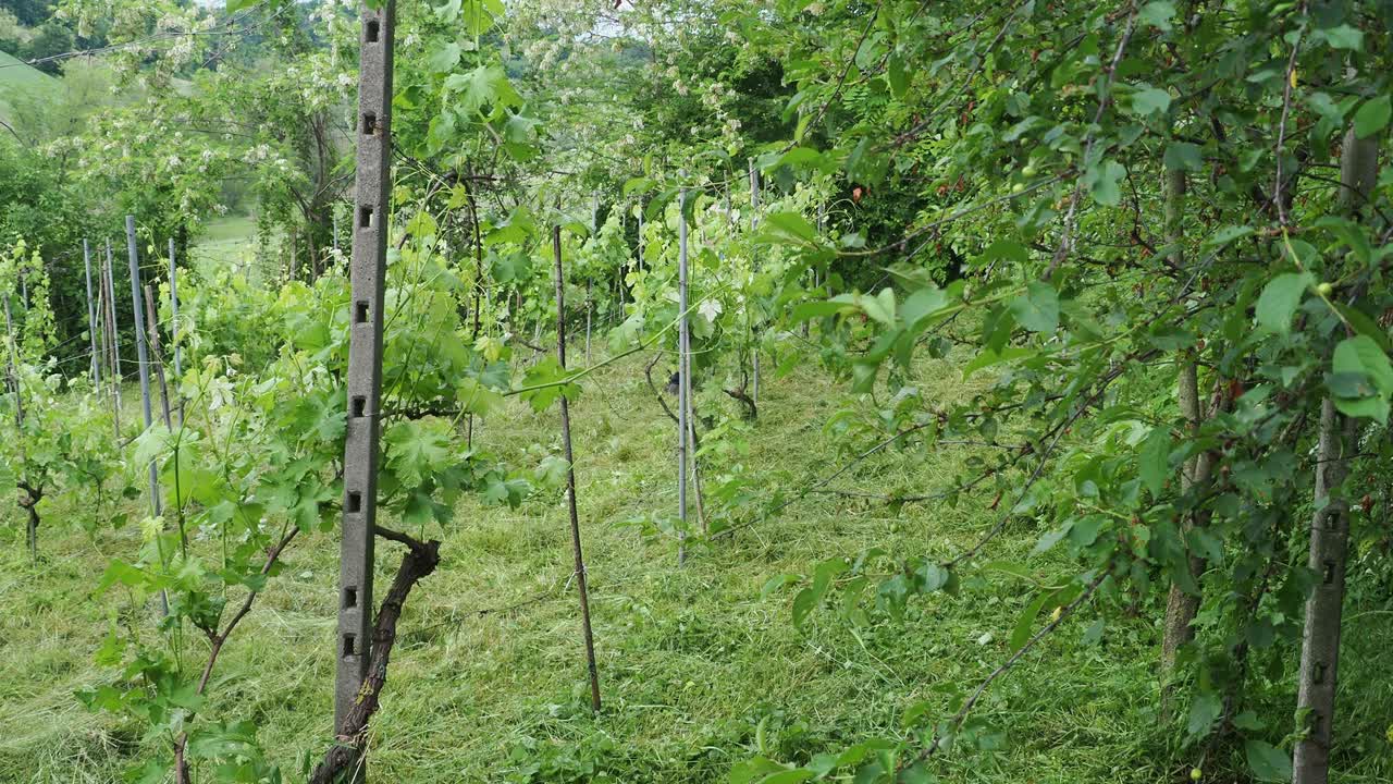 Vineyard workers mowing sloped terrain, maintaining grapevines and landscape amid rolling Italian hills