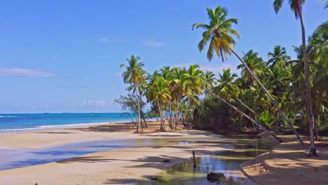 leaning palm trees at lagoon area of tropical playa coson, caribbean