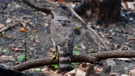 the crested goshawk is one of the most common birds of prey in asia and belonging to the same family of eagles, harriers