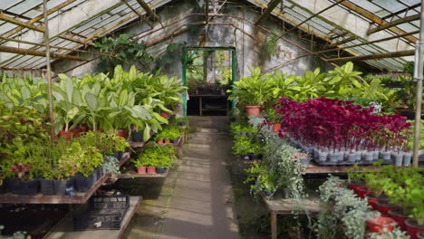 old greenhouse filled with plants