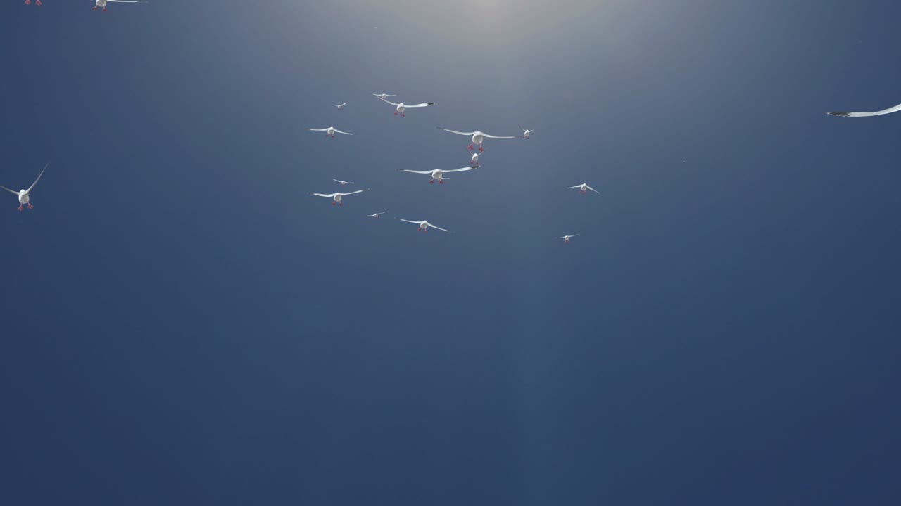 현실적인 새 무리가 루프 배경을 날고 있습니다.