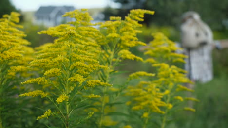 bumblebee taking off a goldenrod flower head