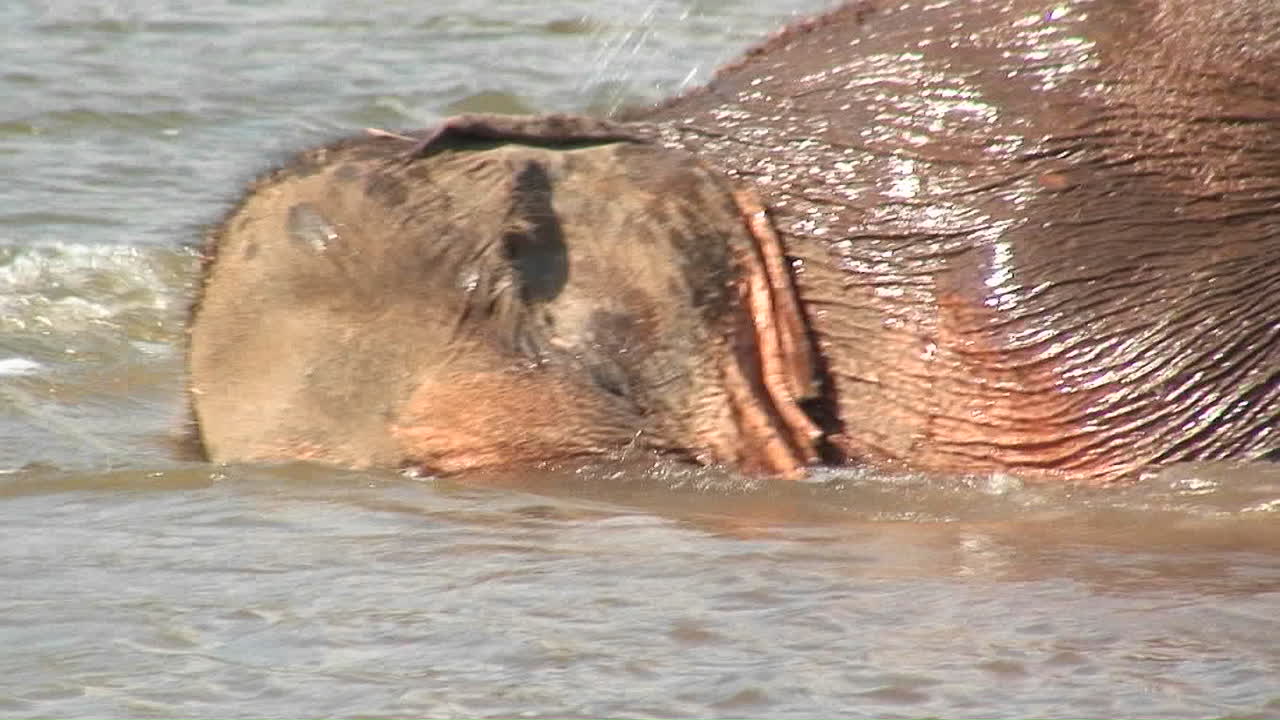 elefantes en tailandia caminan y se bañan en un poco de agua y alguien les salpica agua