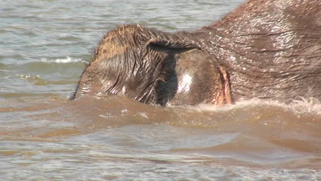 Elephants-in-Thailand-walk-and-bathe-in-some-water-and-someone-splashes-water-on-them