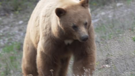 Big-brown-bear-waking-in-forest