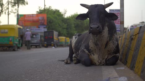 Vaca-negra-sentada-junto-a-la-carretera-india