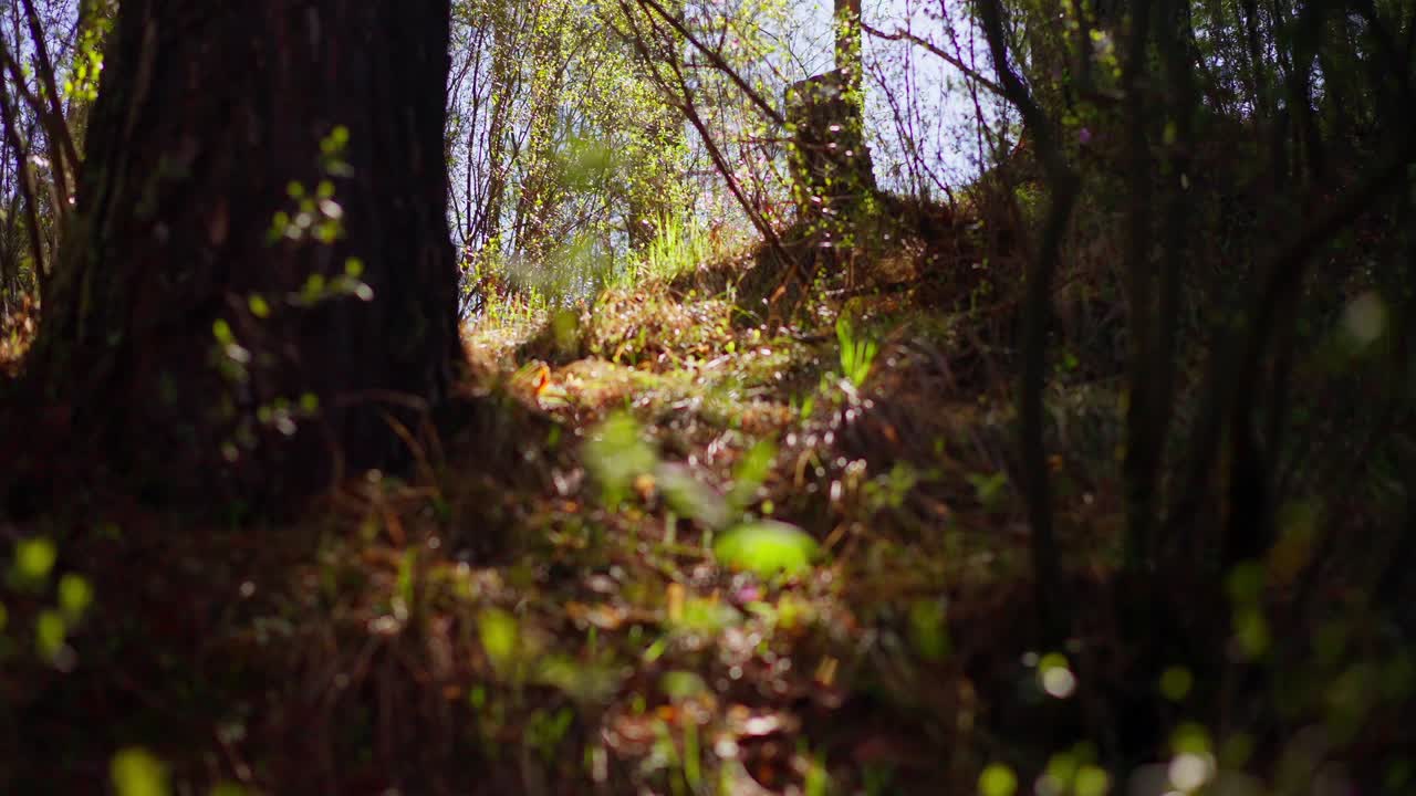 Il suolo della foresta è coperto di muschio e foglie cadute. La luce del sole filtra attraverso gli alberi alti. Felci verdi spuntano dal terreno terroso. La scena appare pacifica e incontaminata. Ottima per documentari sulla natura.