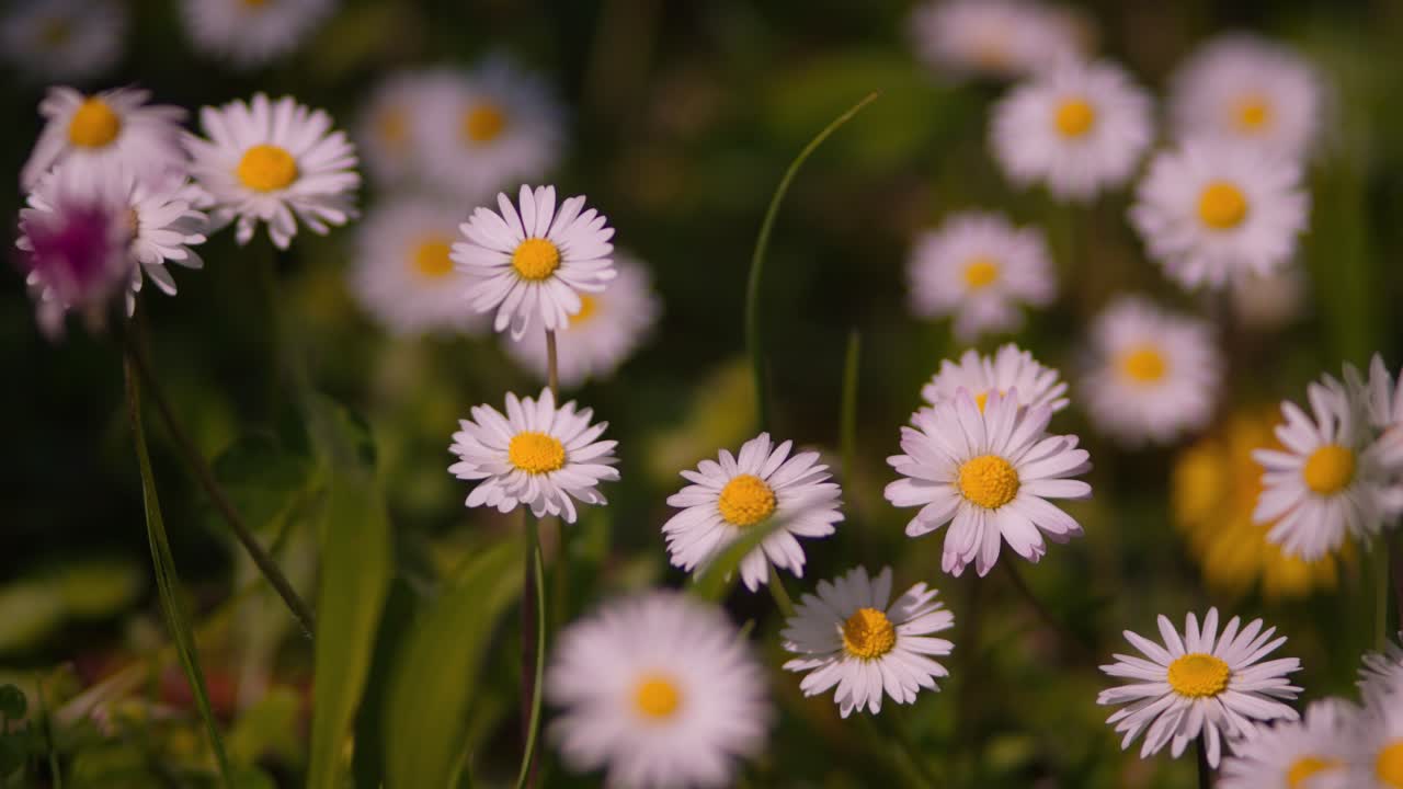 Bellissimo dettaglio naturale con fiori di margherita primaverili e sfondo sfocato, Italia, macro al rallentatore