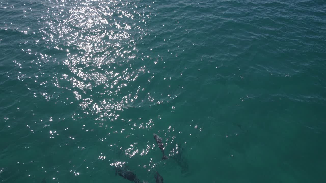 Pod Of Bottlenose Dolphins Swimming In The Sea Of Fingal Beach In New South Wales, Australia