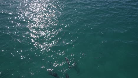 Grupo-De-Delfines-Nariz-De-Botella-Nadando-En-El-Mar-De-Fingal-Beach-En-Nueva-Gales-Del-Sur,-Australia