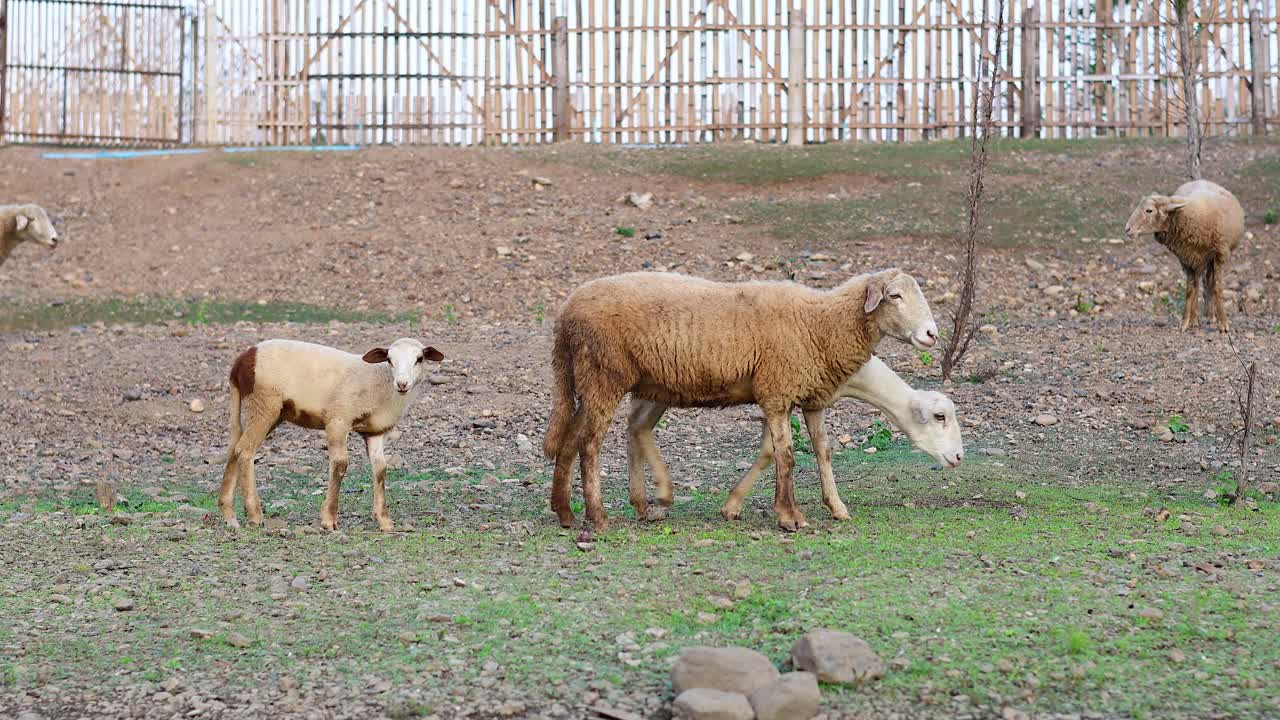 양 과 어린 양 들 이 함께 이동 하고 먹이를 먹고 있다