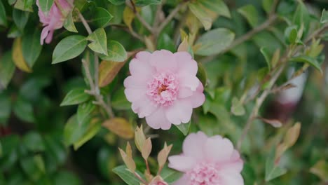 Delicate-pink-blooms-with-intricate-centers-set-against-lush-green-foliage