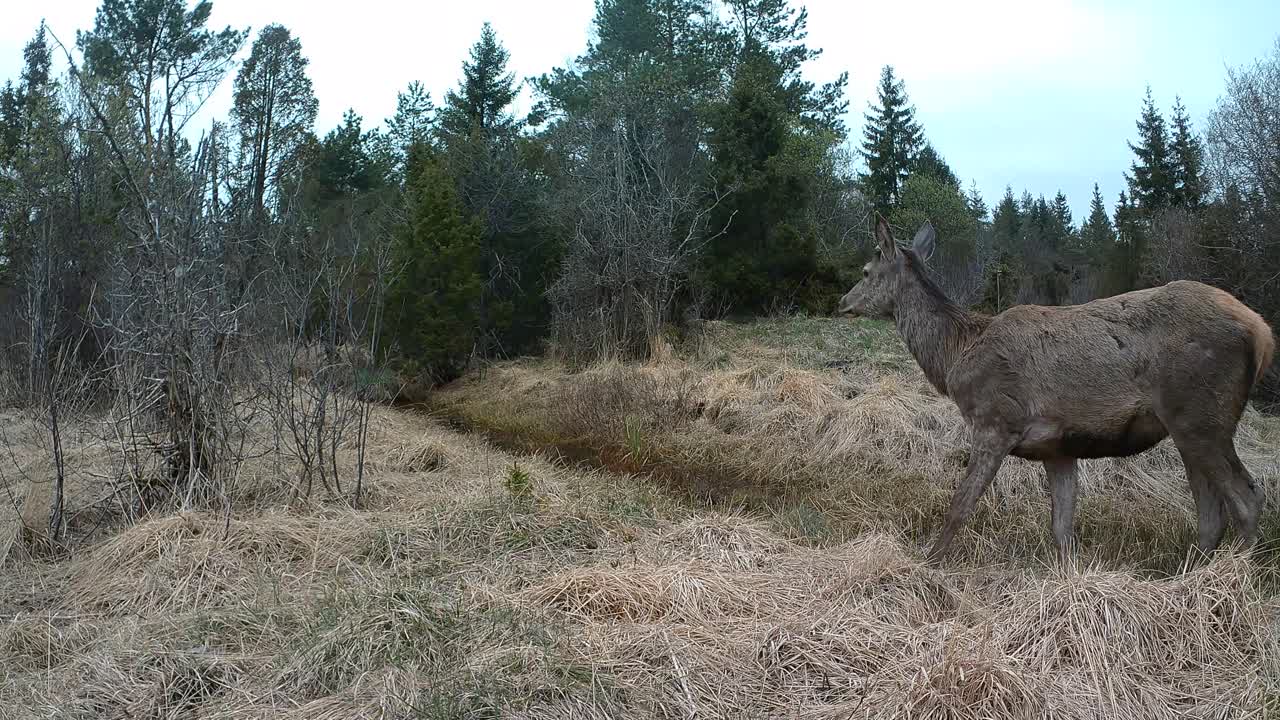 Red deer (Cervus elaphus) looking around suspiciously in the wild in Saaremaa, Estonia.