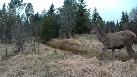 red deer (cervus elaphus) looking around suspiciously in the wild in saaremaa, estonia.