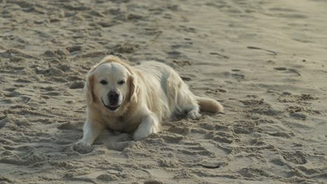 Golden-retriever-panting-and-resting-on-sandy-beach