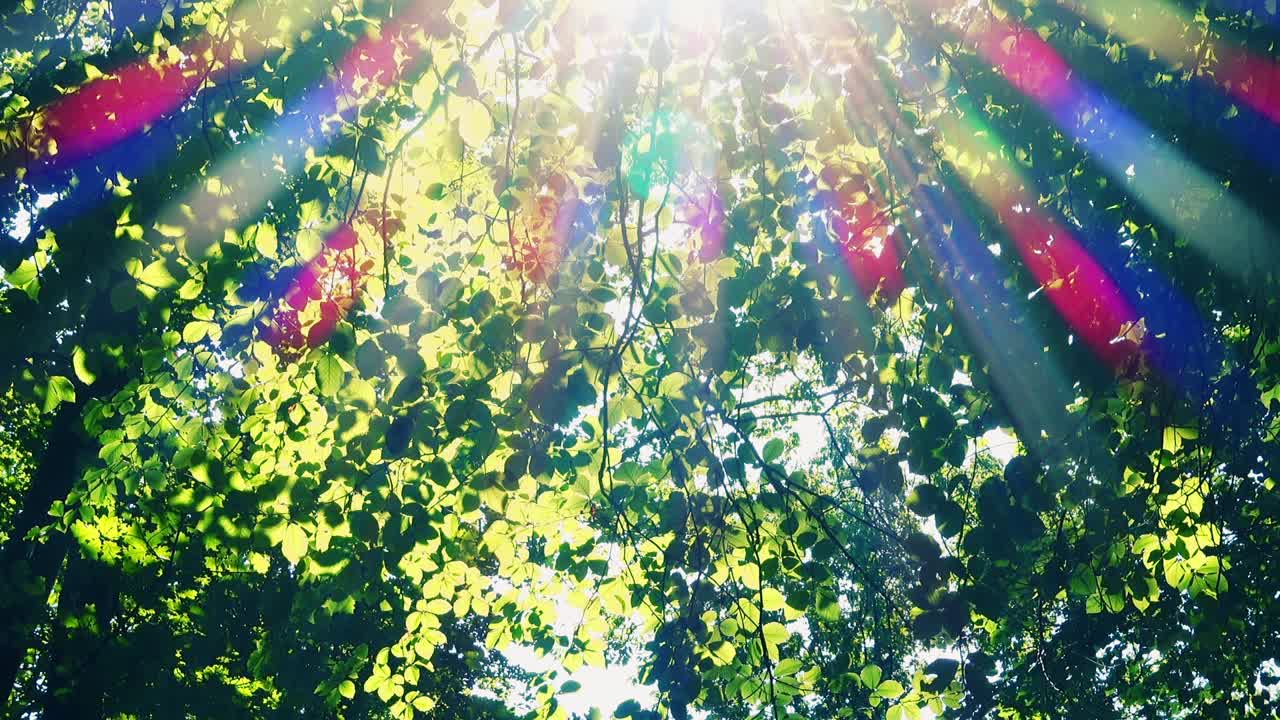 木漏れ日