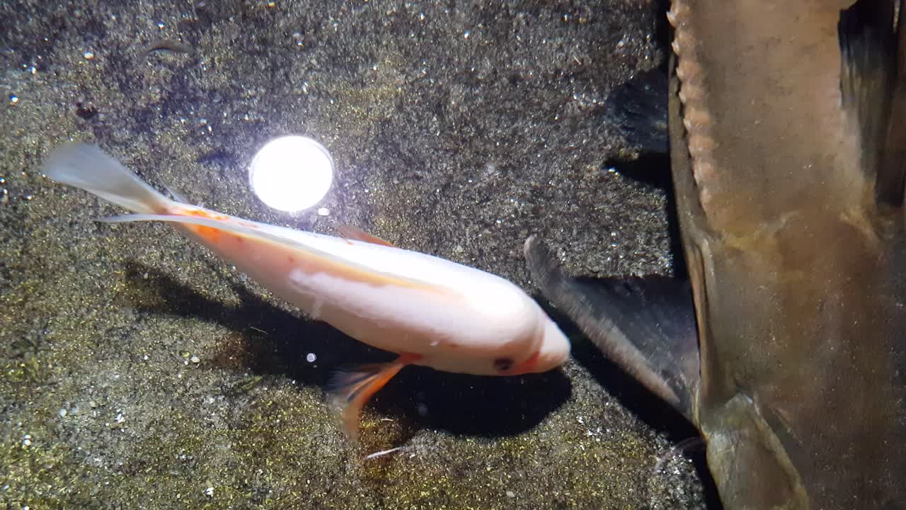White devil cichlid fish (Amphilophus labiatus) bullying a ripsaw catfish