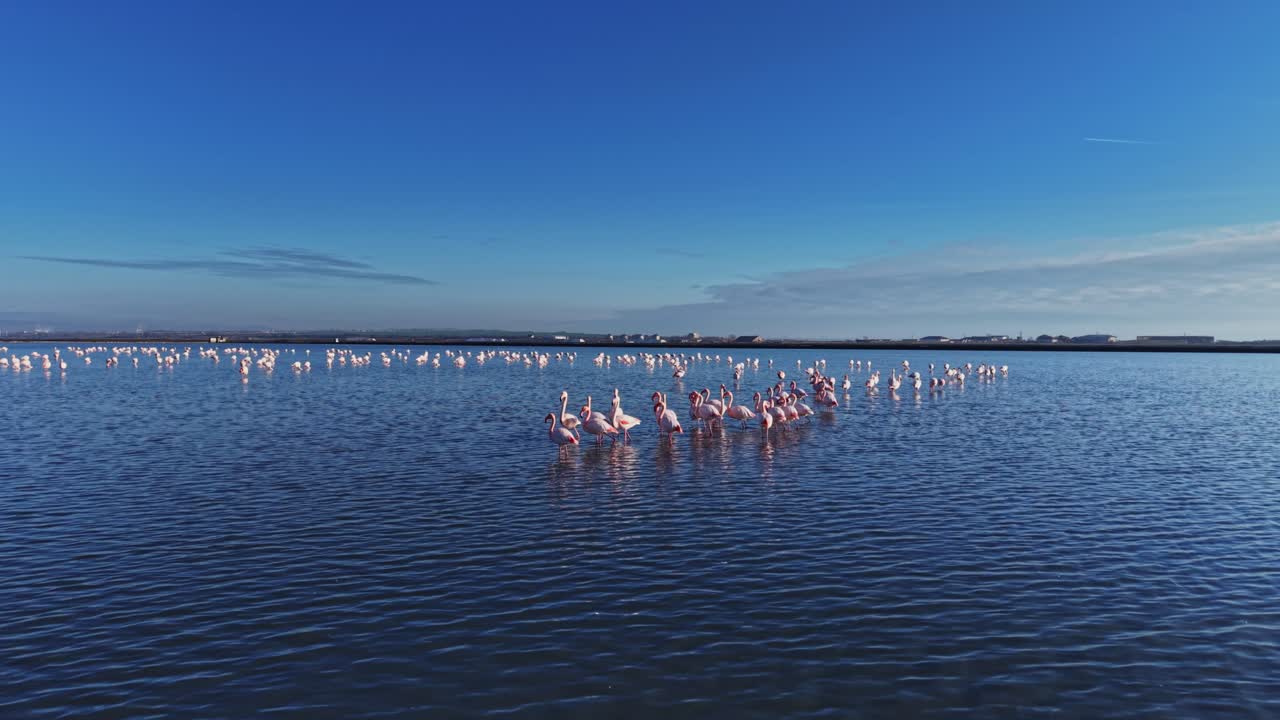 Flamingos standing in shallow water under clear blue sky at sunset