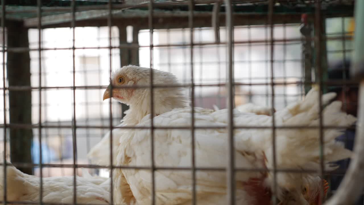 A lot of chickens in a cage wait for buyers in shop of fresh products. Chickens in the local asian market. Closeup