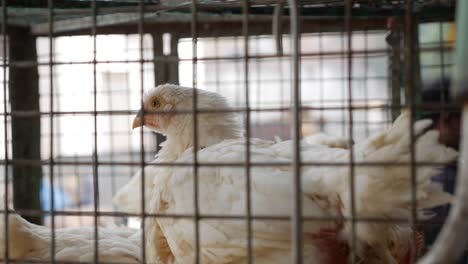 muchos pollos en una jaula esperan a los compradores en la tienda de productos frescos. pollos en el mercado asiático local. primer plano
