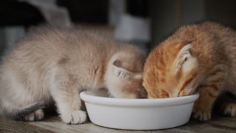 hermosos gatitos mullidos comen de un cuenco