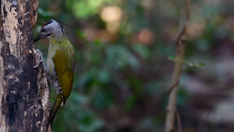 Der-Graukopfspecht-Wird-Auch-Graukopfspecht-Genannt,-Kommt-In-Vielen-Nationalparks-In-Thailand-Vor-Und-Ist-Sehr-Wählerisch-Bei-Der-Wahl-Seines-Lebensraums,-Damit-Er-Gedeihen-Kann