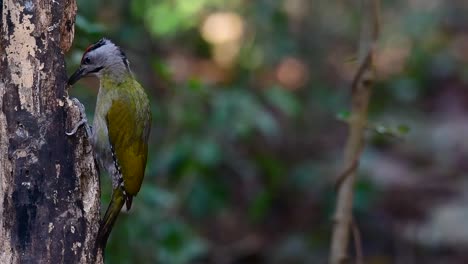 el pájaro carpintero de cabeza gris también se llama pájaro carpintero de cara gris se encuentra en muchos parques nacionales en tailandia y es muy particular en la elección de su hábitat para que prospere