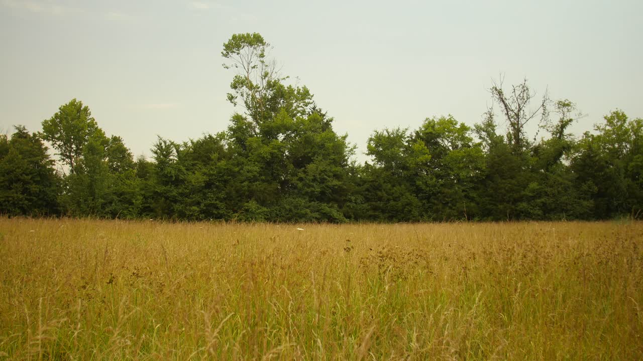 el campo de trigo se mece con el viento en la granja rural
