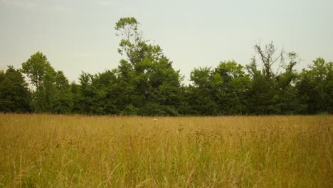 wheat field sways in the wind on country farm