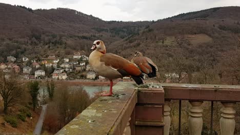 Pair-of-Bavarian-wild-geese-relaxing-on-stone-wall-during-winter-season,-with-German-city-as-backdrop