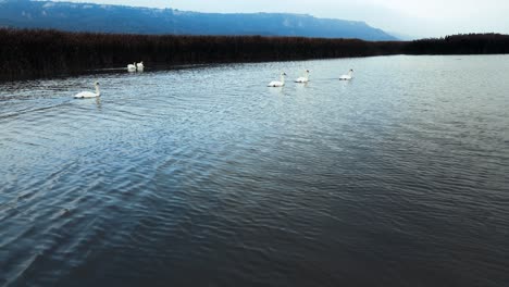 static shot of a flock of swans swimming on a river in cold morning