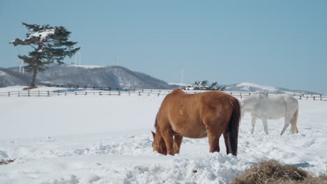 horses in snow landscape of daegwallyeong sky ranch in winter