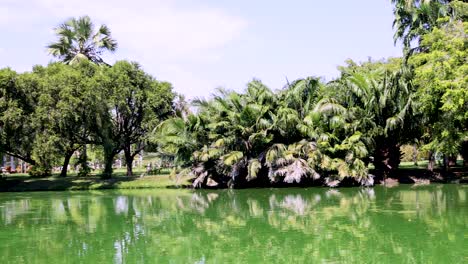 lush greenery reflected in tranquil pond waters