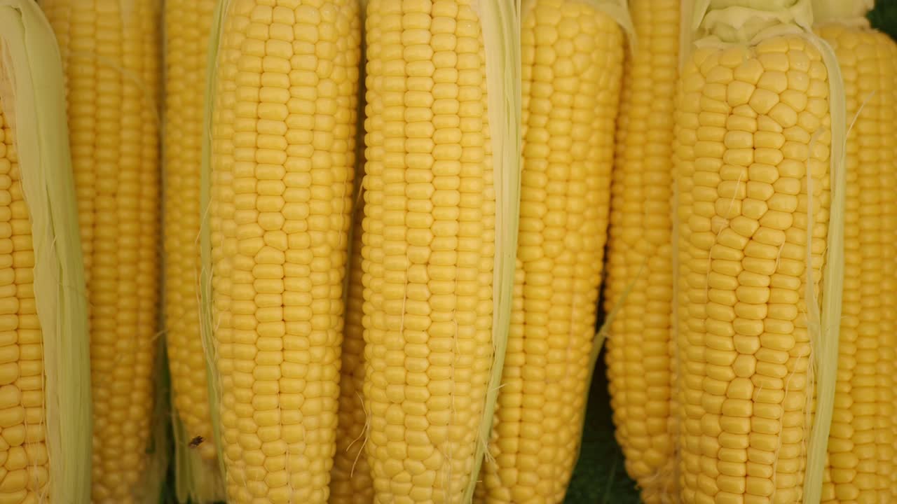 primer plano de maíz amarillo fresco en la mazorca