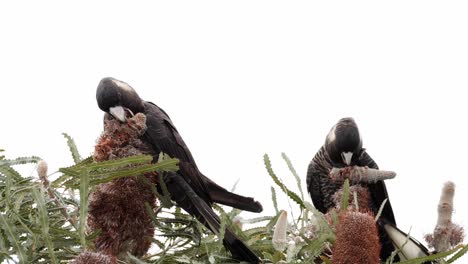 Carnaby's-Black-Cockatoos-sitting-and-eating-Banksia-flowers-in-Australia