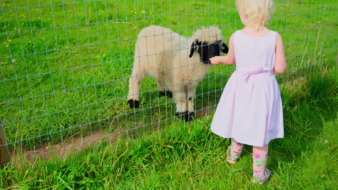 Un bambino piccolo con un vestito leggero è in piedi accanto a una recinzione metallica di fronte a una pecora lanuginosa dal muso nero in un campo verde brillante.