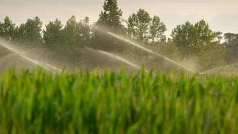 Sprinklers-watering-field-at-sunrise