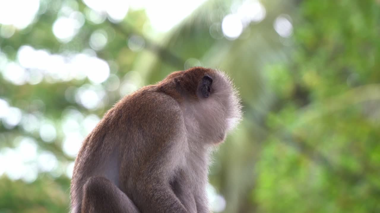 retrato en primer plano de un macaco salvaje comedor de cangrejos o macaco de cola larga, macaca fascicularis en el árbol contra un fondo bokeh de hojas borrosas, preguntándose por su entorno exuberante