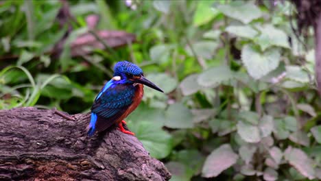 el martín pescador de orejas azules es un pequeño martín pescador que se encuentra en tailandia y es buscado por los fotógrafos de aves debido a sus hermosas orejas azules, ya que es una pequeña, linda y esponjosa bola de plumas azules de un pájaro