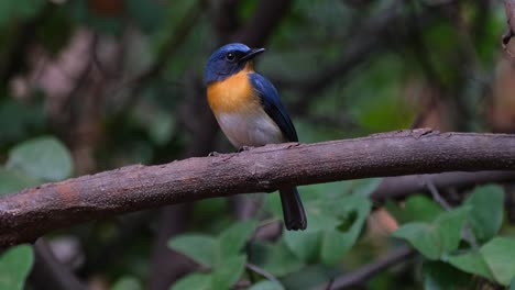 La-Cámara-Se-Aleja-Mientras-El-Pájaro-Mira-Hacia-La-Derecha,-Papamoscas-Azul-Indochino-Cyornis-Sumatrensis-Macho,-Tailandia