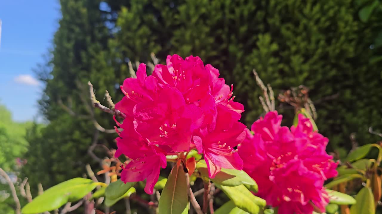 Close-up bunga rhododendron merah muda yang mekar di taman