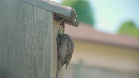 Gorrión-De-La-Casa-Madre-Alimentando-A-Los-Bebés-En-Una-Casa-De-Pájaros-De-Madera