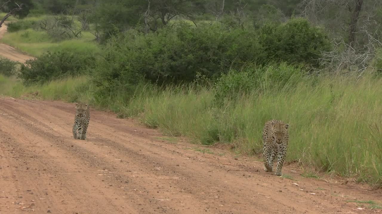 Güney Afrika rezervinde toprak bir yoldan aşağıya yavrusuna rehberlik eden bir leopar annenin akıcı görüntüsü.